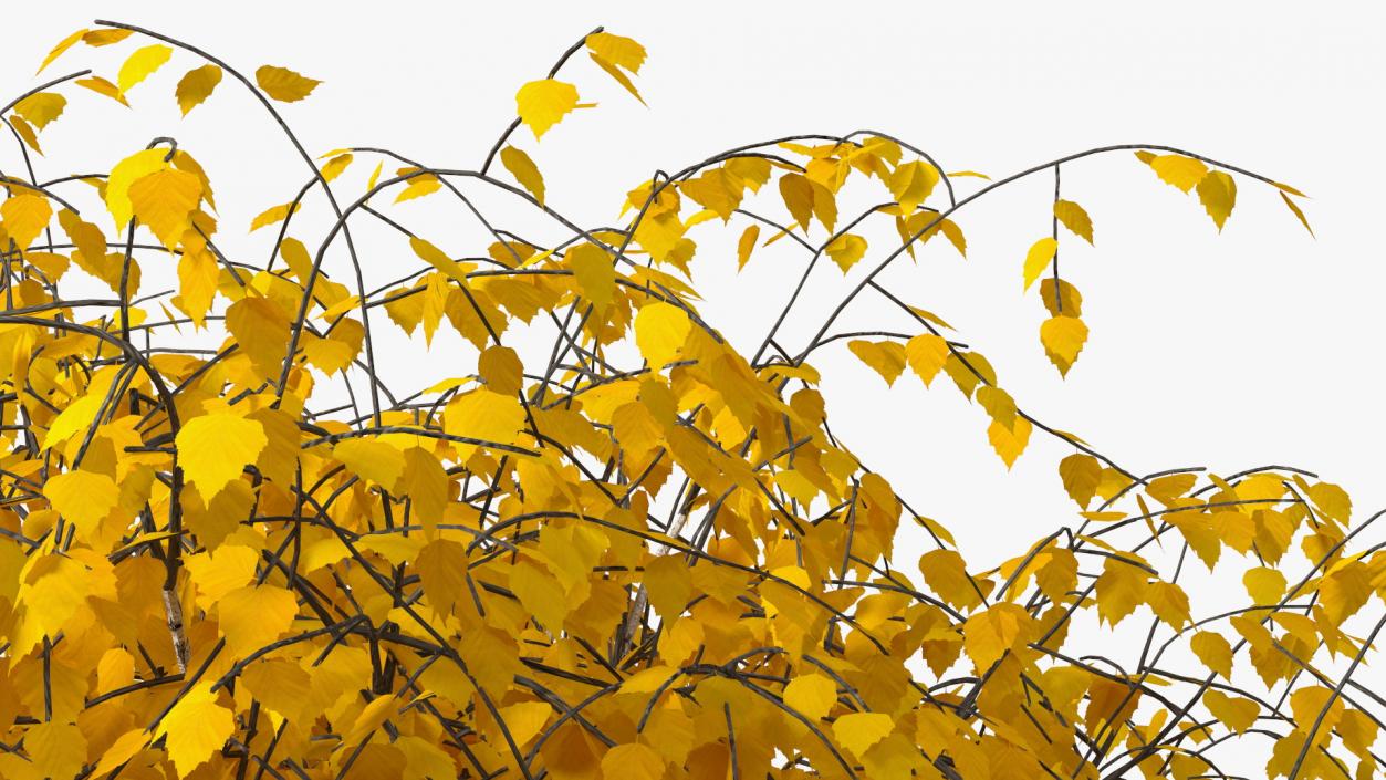 Autumn Yellow Trees Collection 2 3D