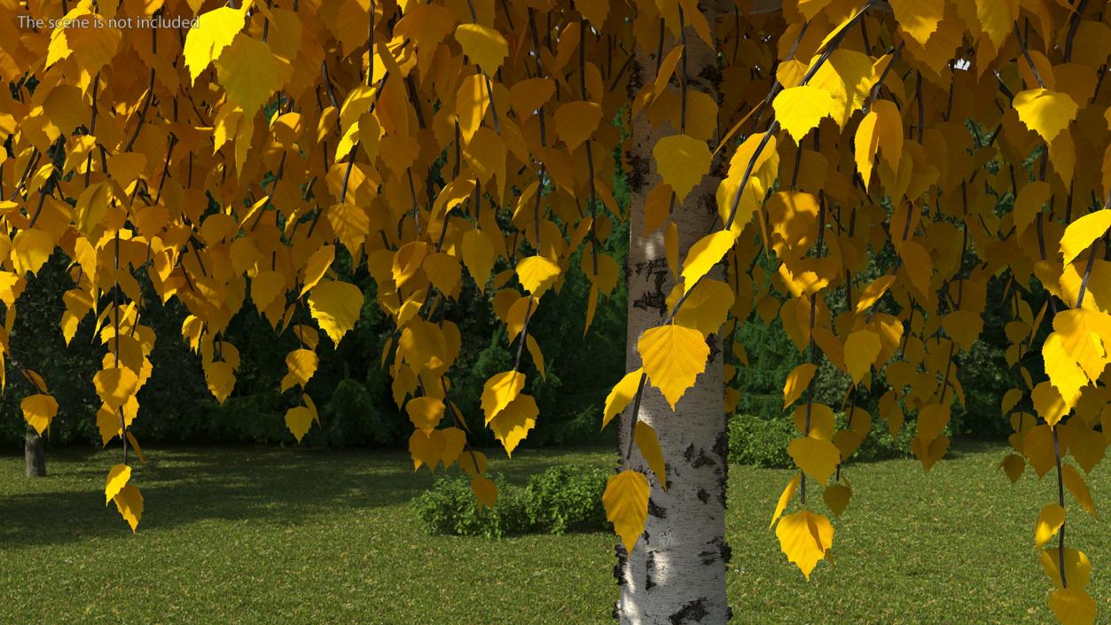 Autumn Yellow Trees Collection 2 3D