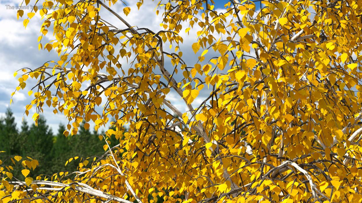 Autumn Yellow Trees Collection 2 3D