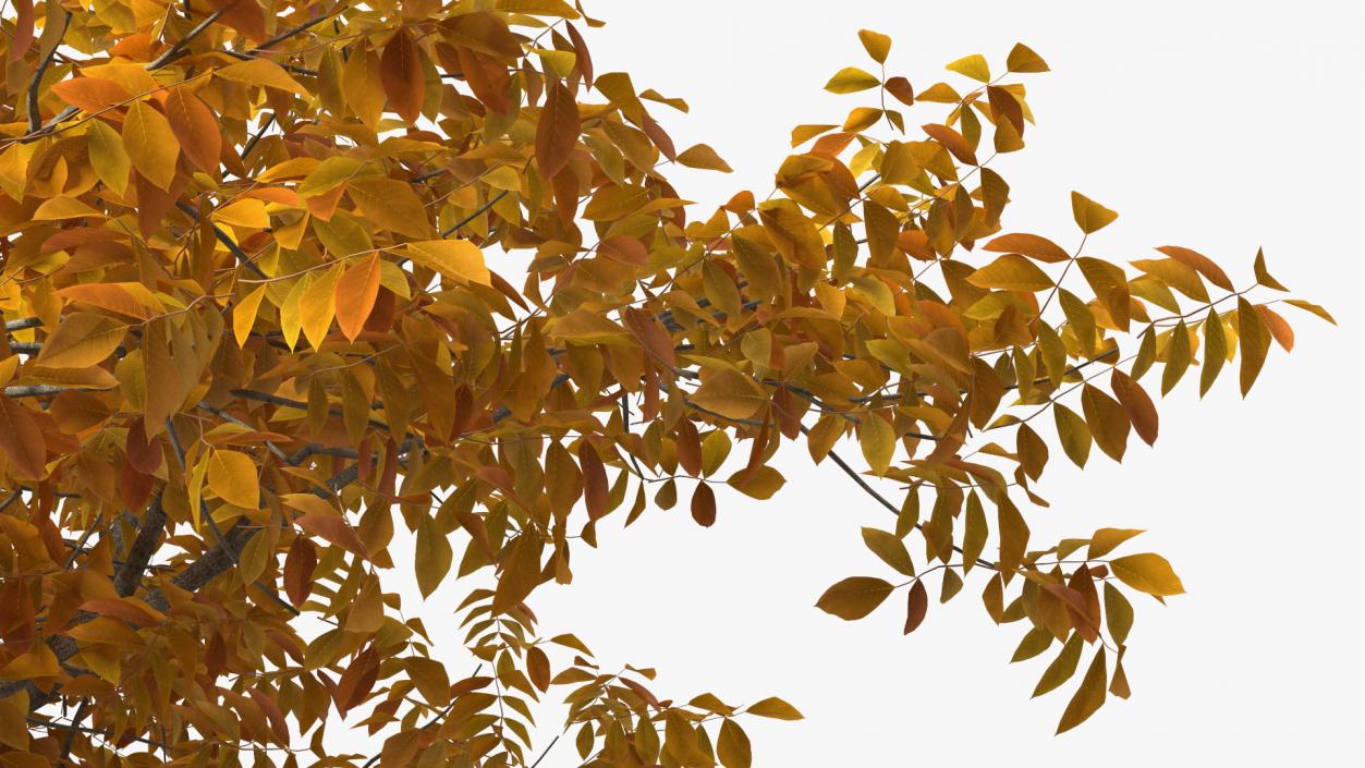 Autumn Yellow Trees Collection 2 3D