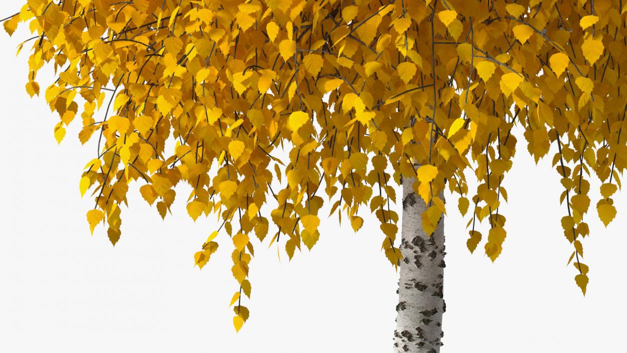 Autumn Yellow Trees Collection 2 3D