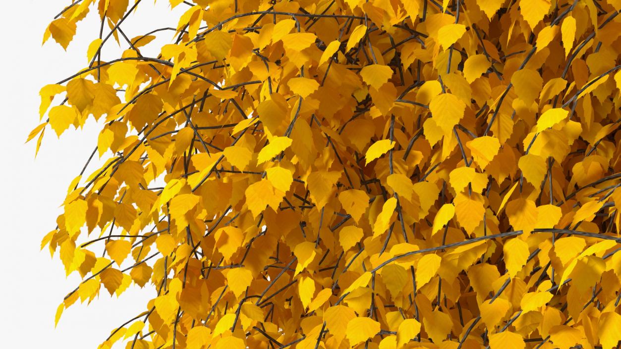 Autumn Yellow Trees Collection 2 3D