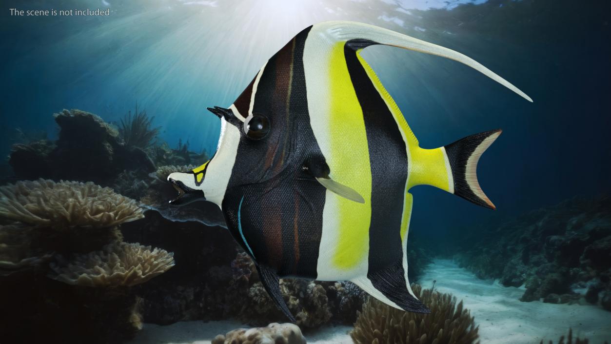 3D Moorish Idol Tropical Fish