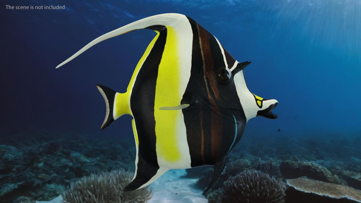 3D Moorish Idol Tropical Fish