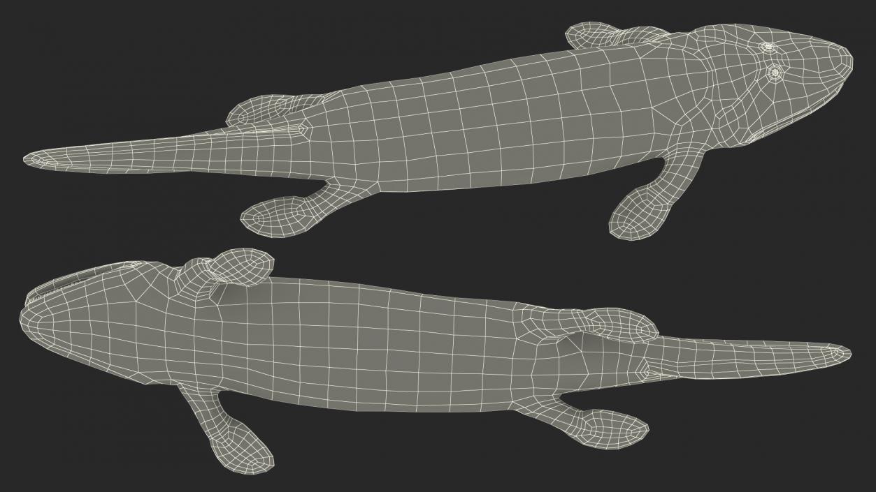 3D Tiktaalik Rigged