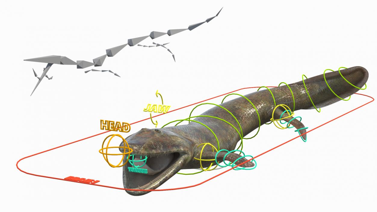 3D Tiktaalik Rigged