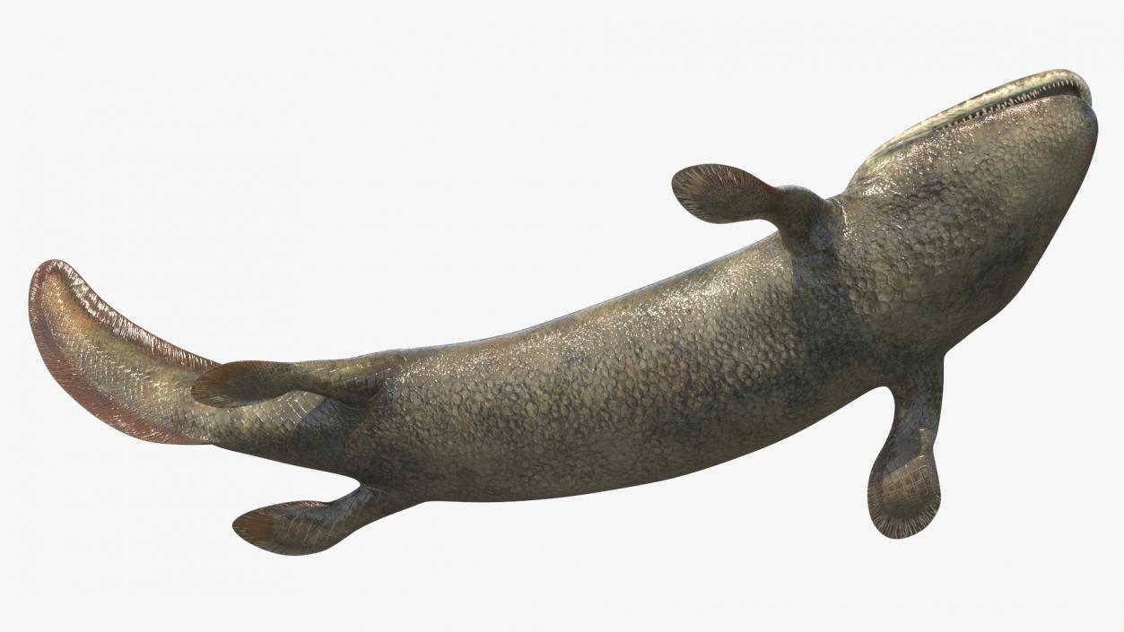 3D Tiktaalik Rigged