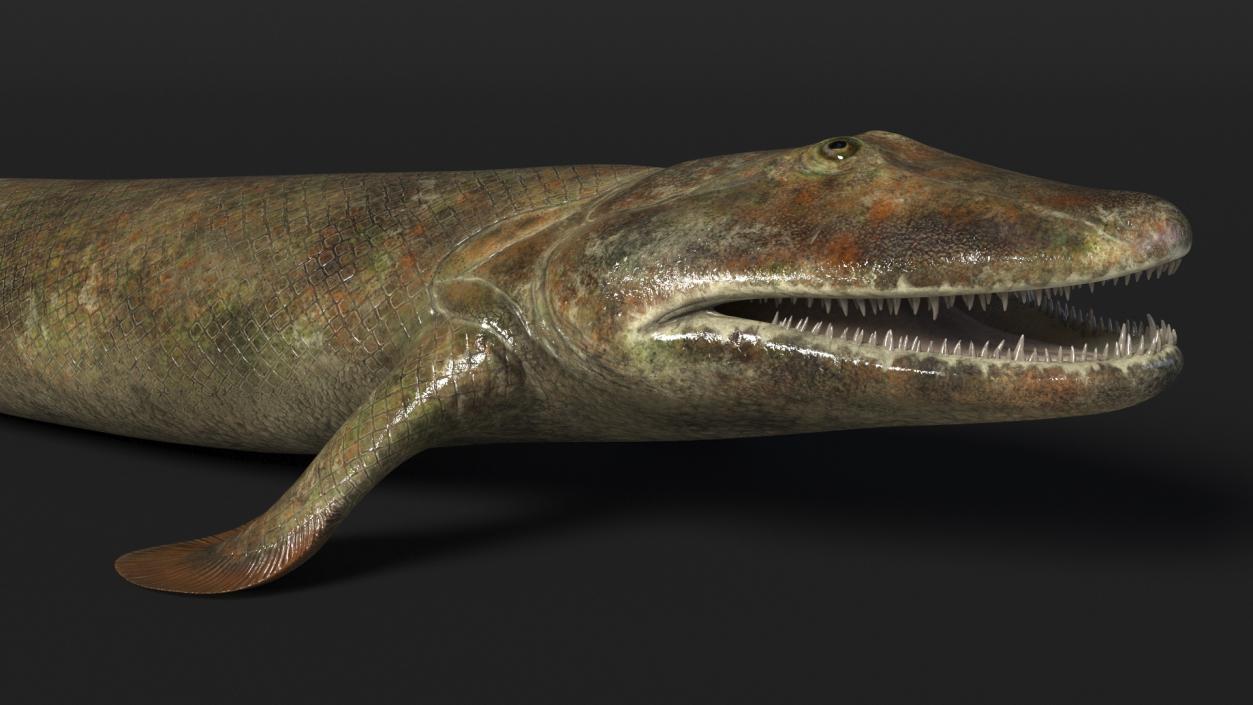 3D Tiktaalik Rigged