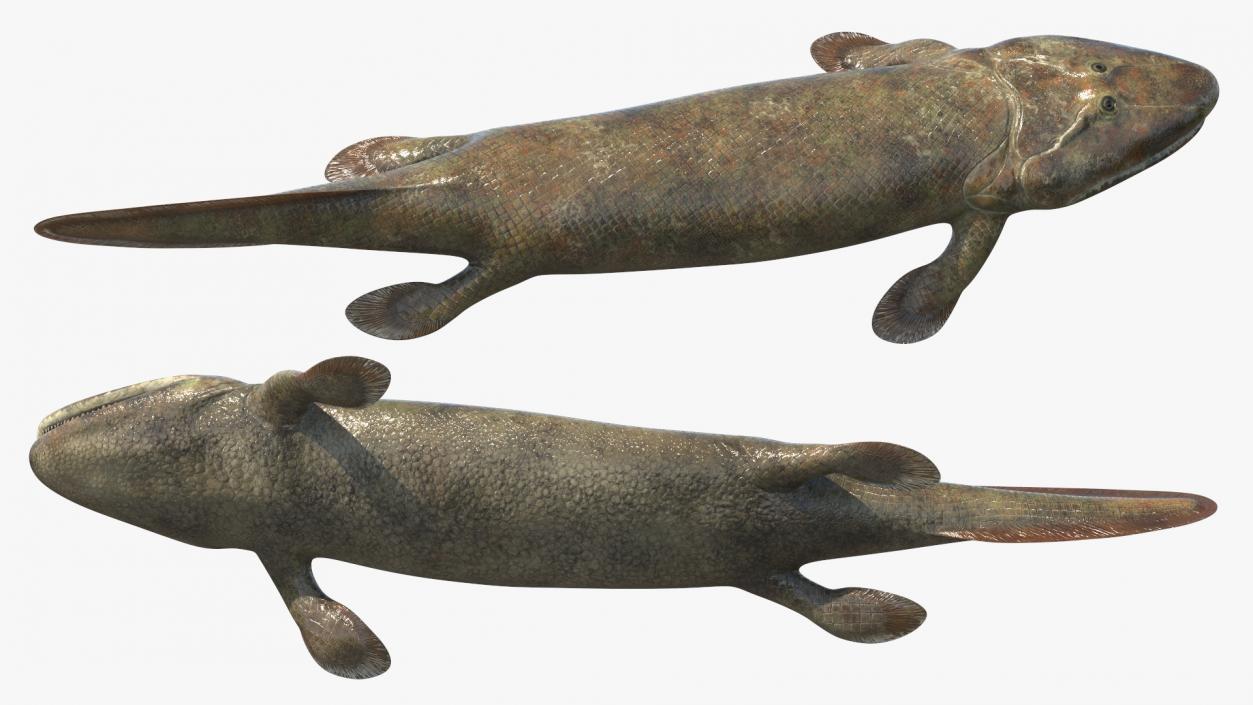 3D Tiktaalik Rigged