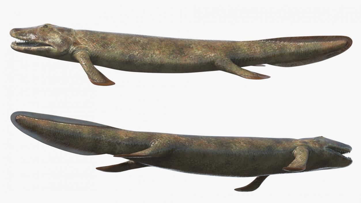 3D Tiktaalik Rigged