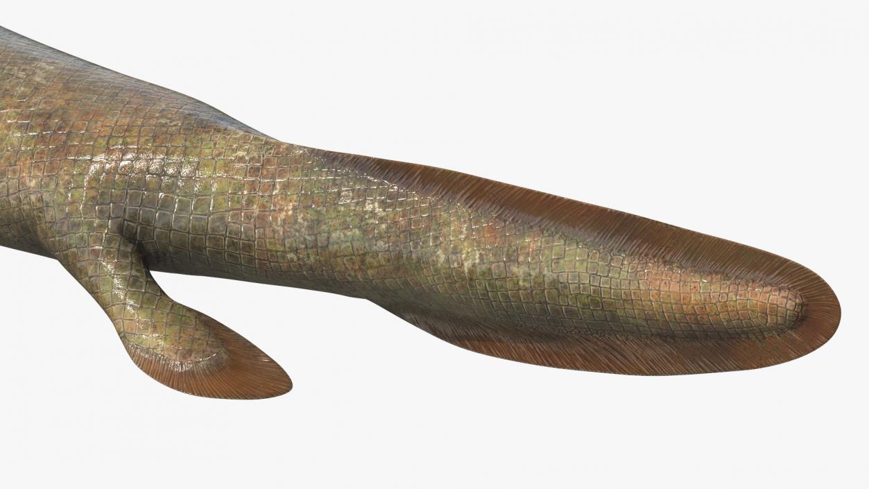 3D Tiktaalik Rigged