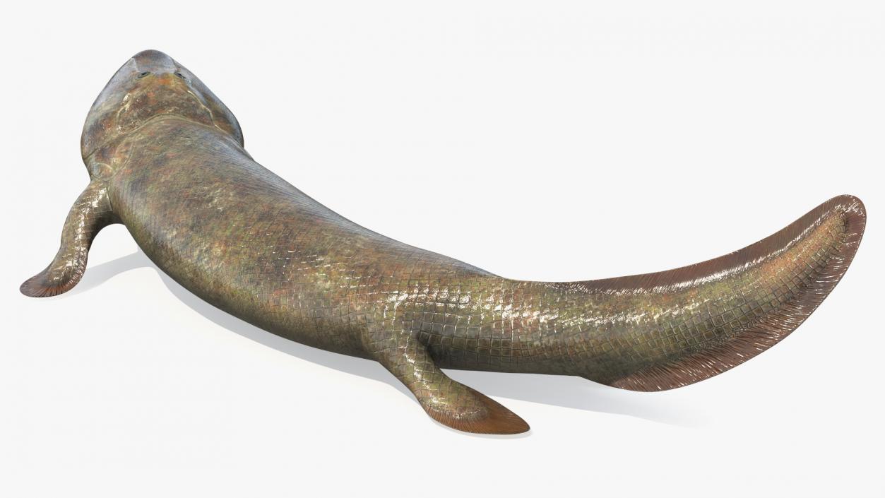 3D Tiktaalik Rigged