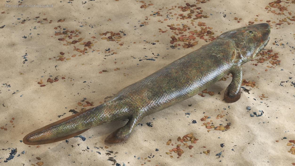 3D Tiktaalik Rigged