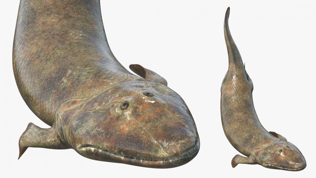 3D Tiktaalik Rigged