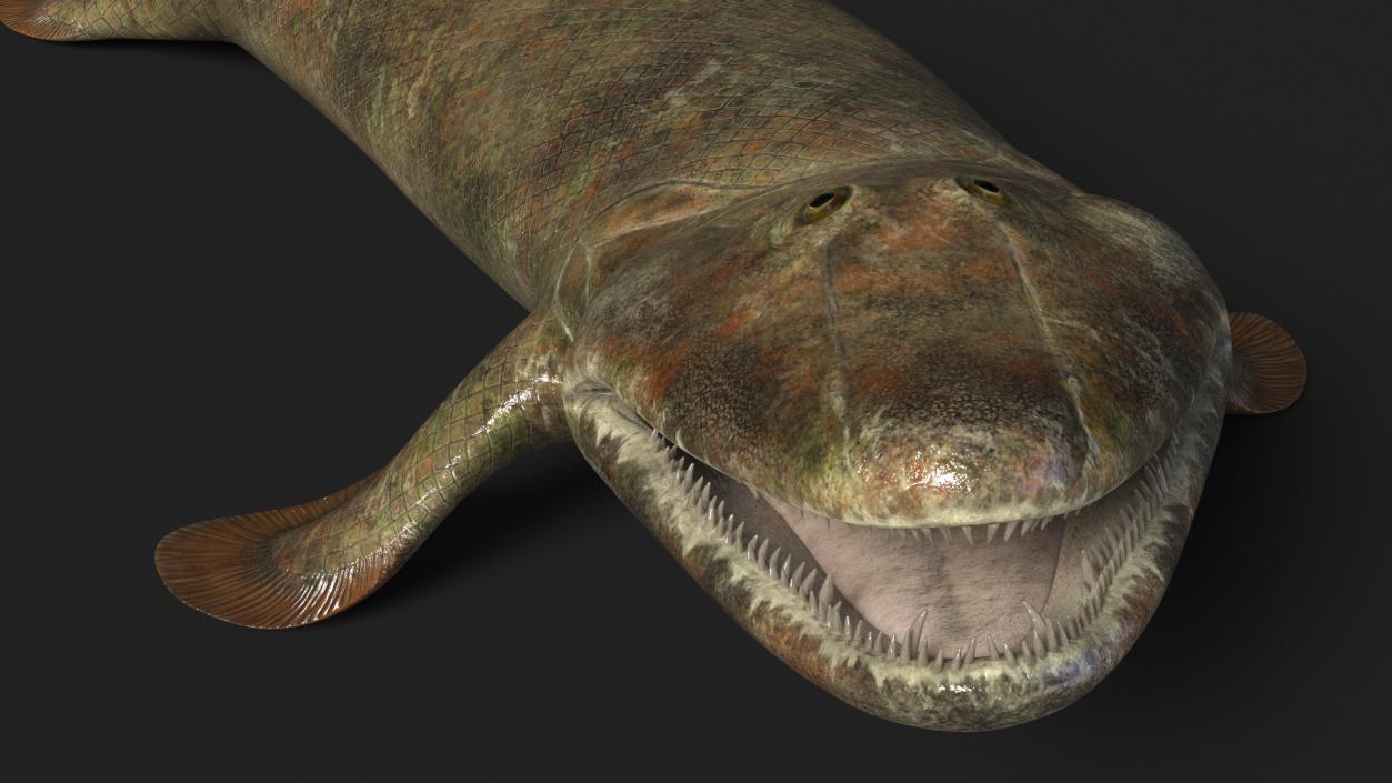 3D Tiktaalik Rigged