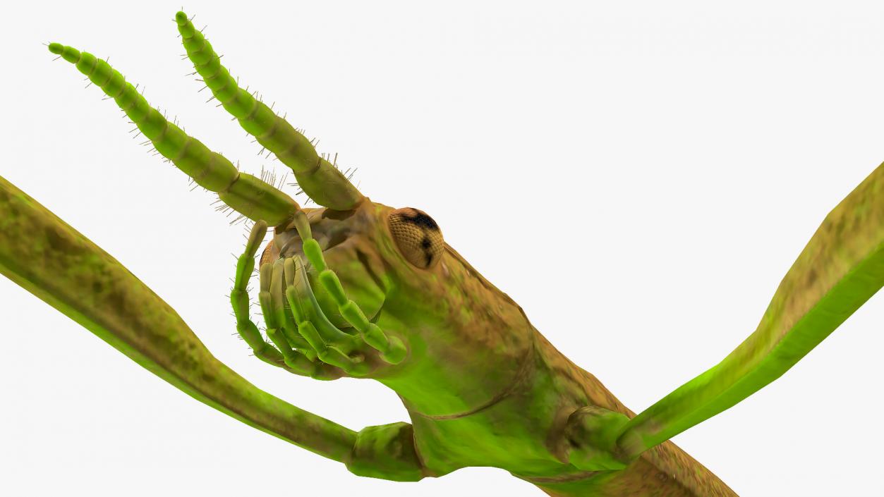 Phasmatodea Stick Insect Walking 3D