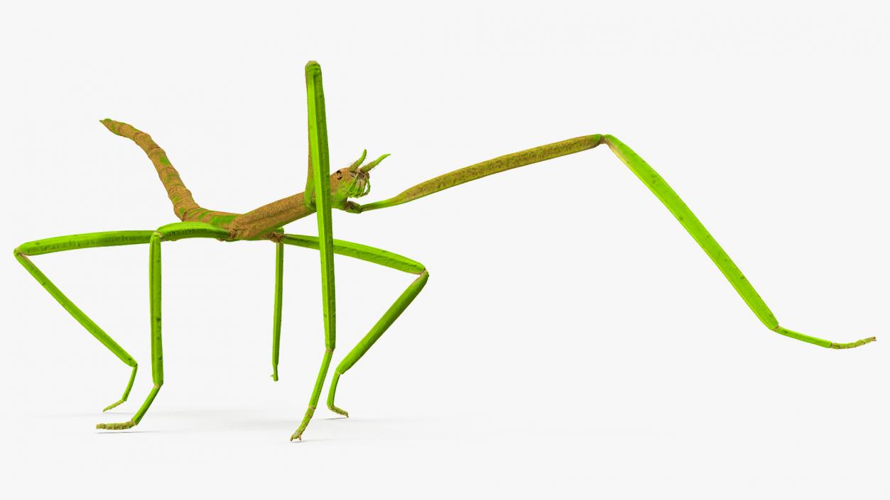 Phasmatodea Stick Insect Walking 3D