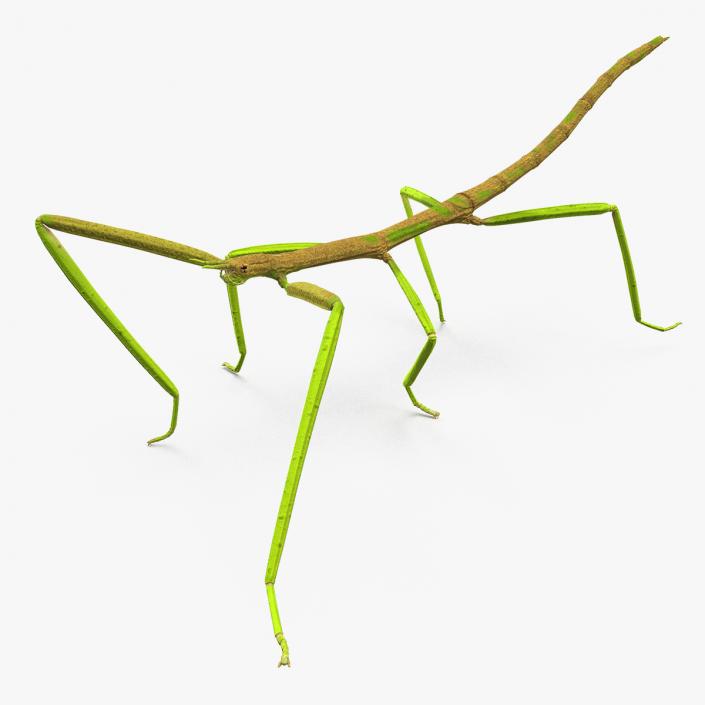 Phasmatodea Stick Insect Walking 3D