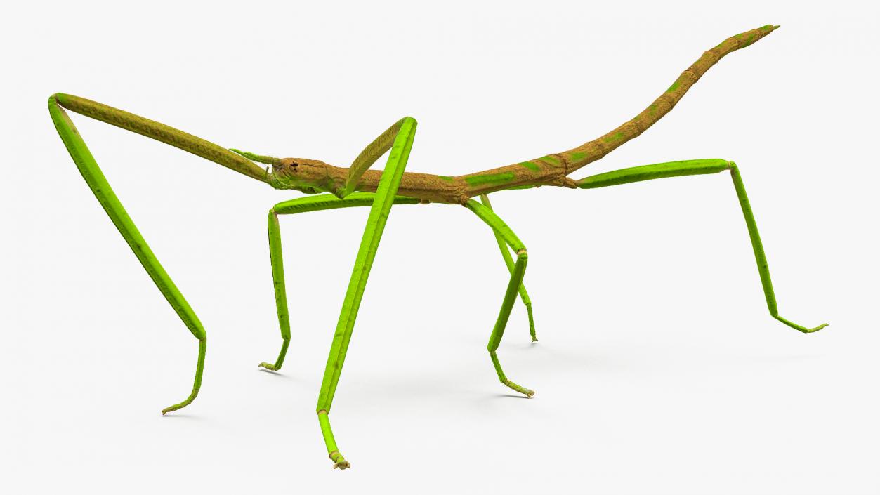 Phasmatodea Stick Insect Walking 3D