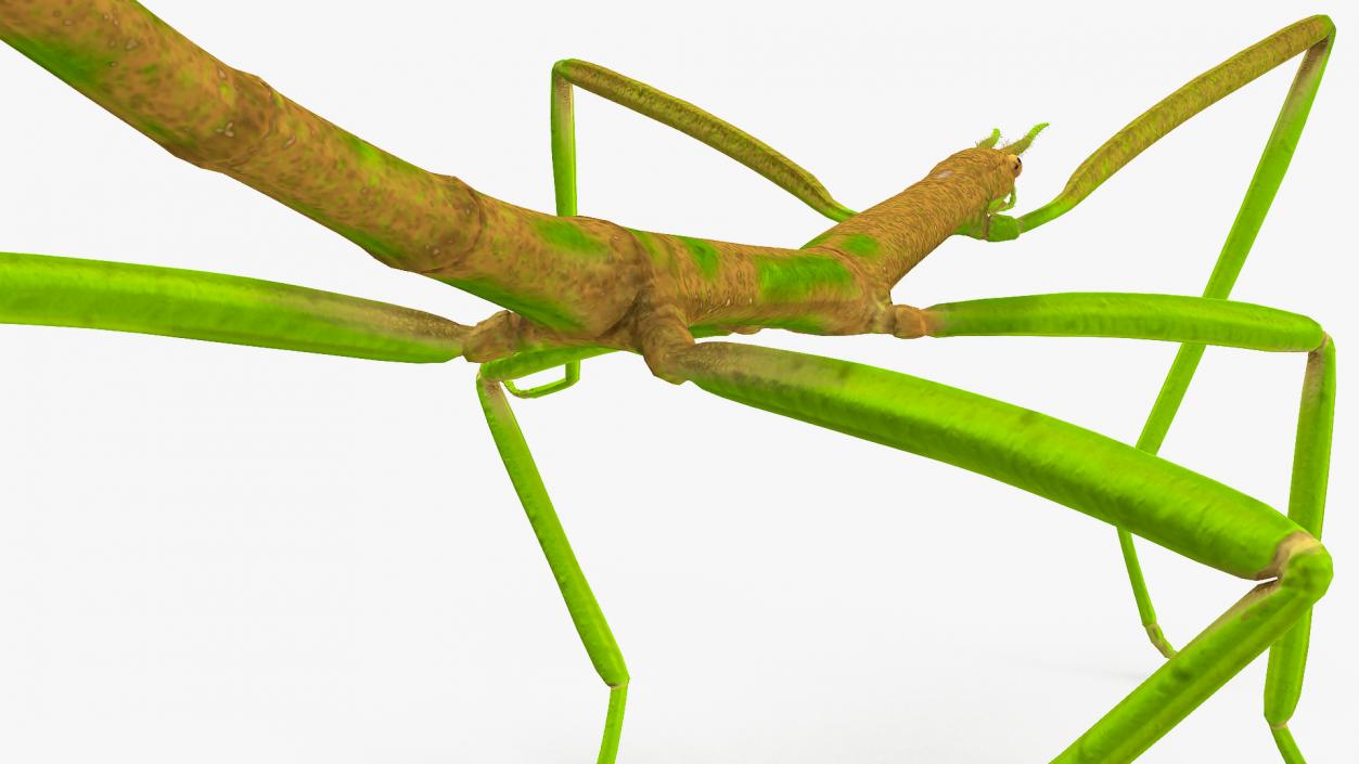 Phasmatodea Stick Insect Walking 3D