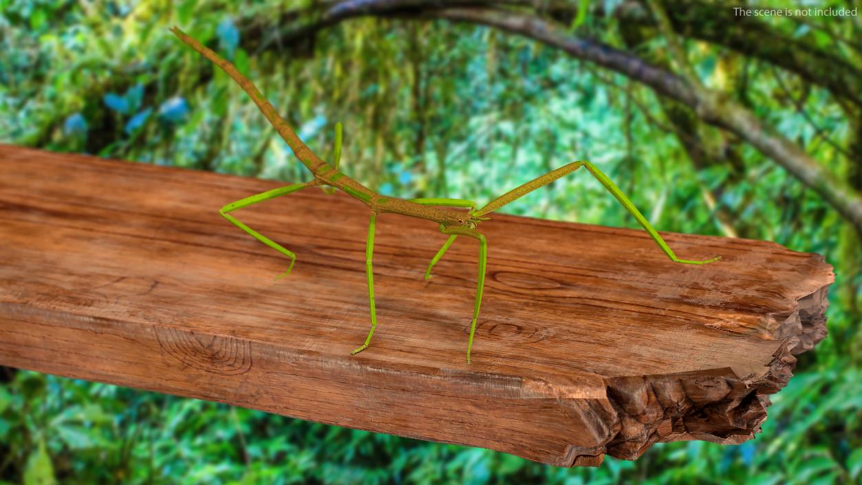 Phasmatodea Stick Insect Walking 3D