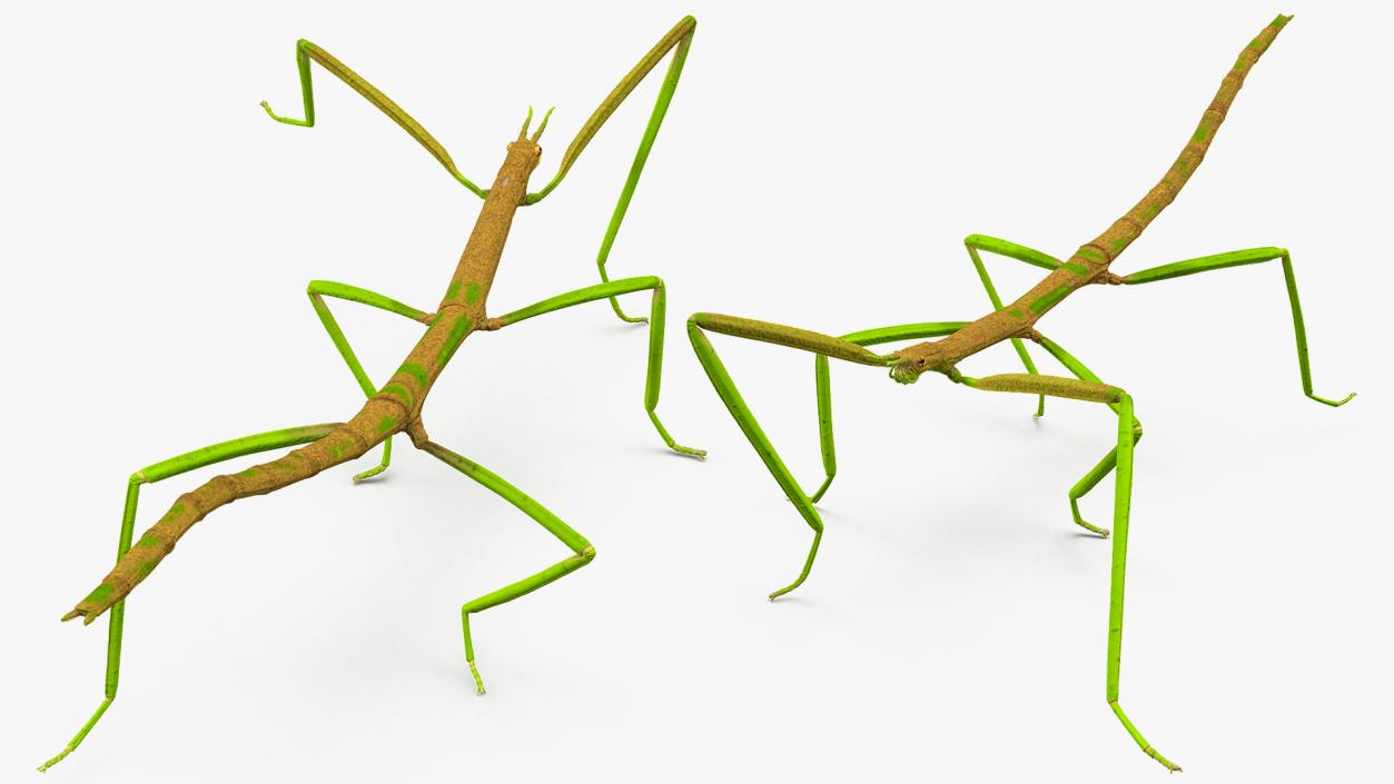 Phasmatodea Stick Insect Walking 3D