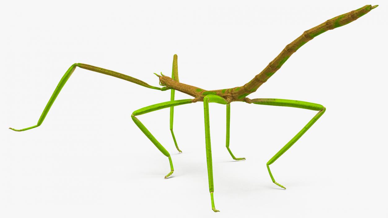 Phasmatodea Stick Insect Walking 3D