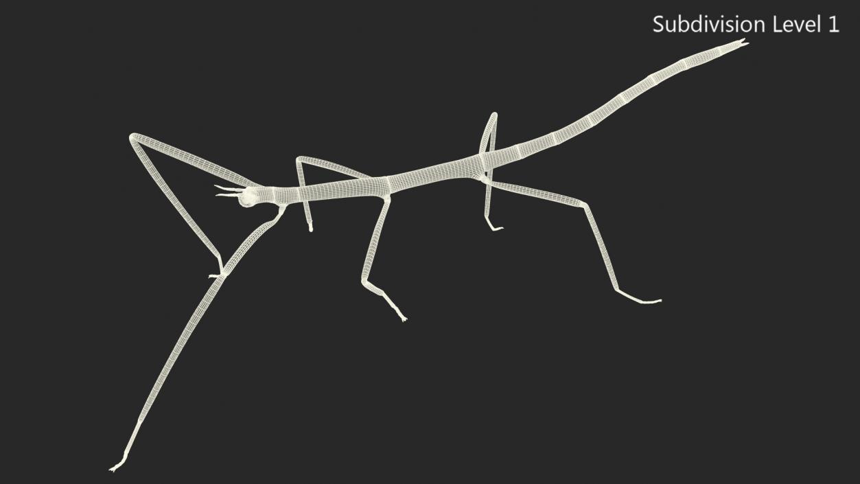 Phasmatodea Stick Insect Walking 3D