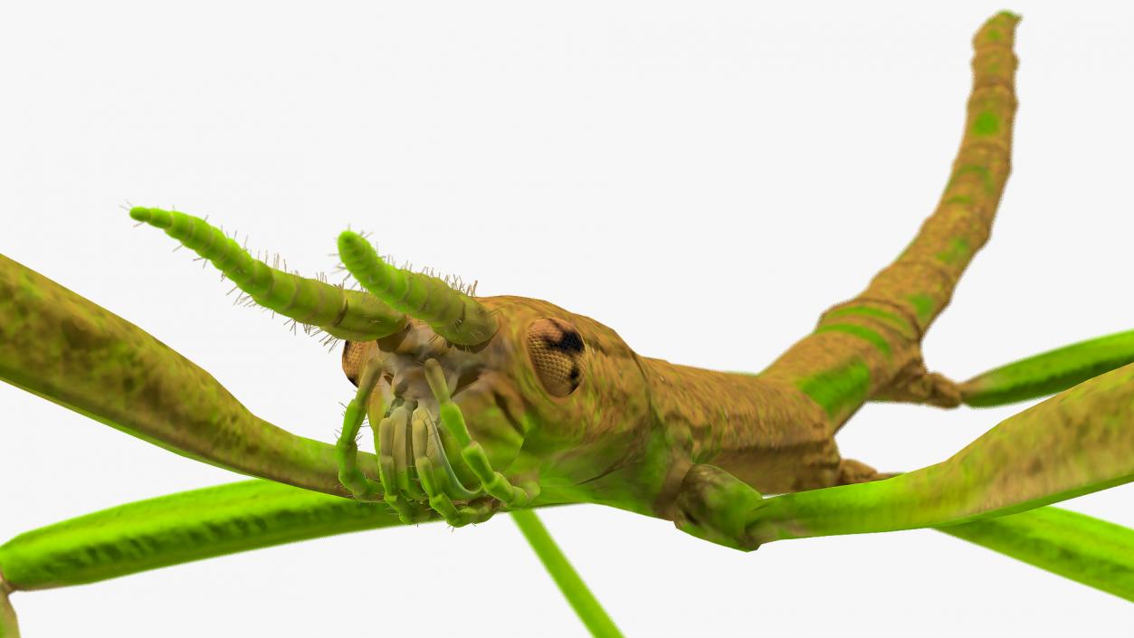 Phasmatodea Stick Insect Walking 3D