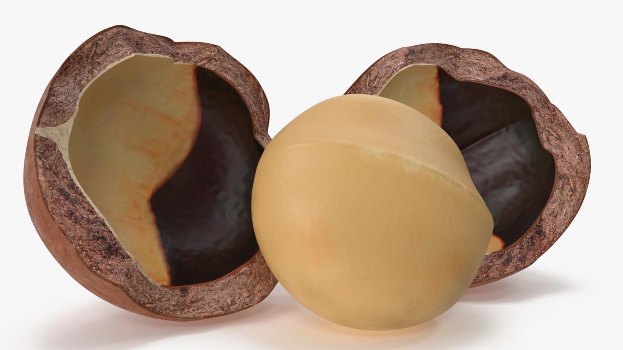 Split Macadamia Nut 3D model