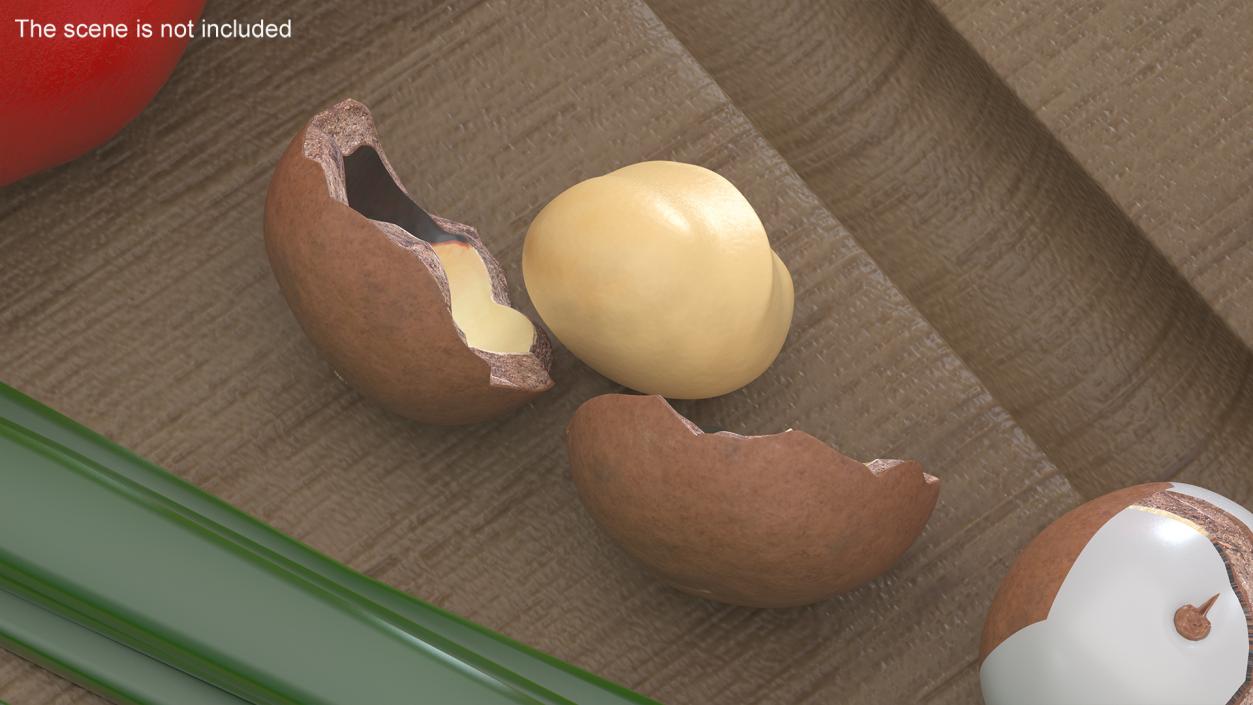 Split Macadamia Nut 3D model