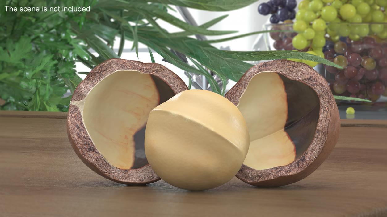 Split Macadamia Nut 3D model