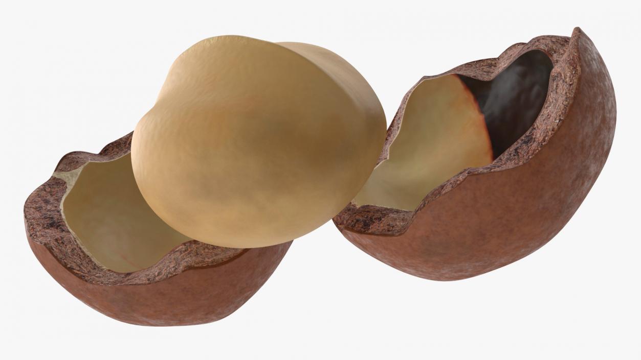 Split Macadamia Nut 3D model