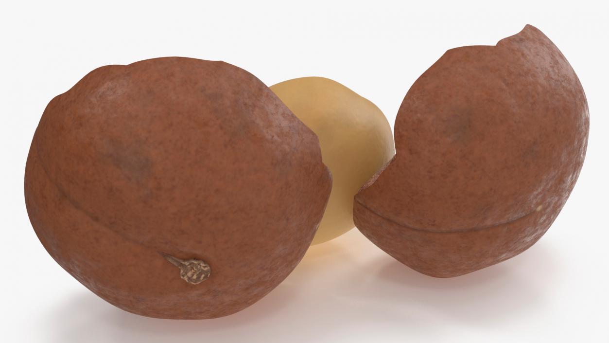 Split Macadamia Nut 3D model