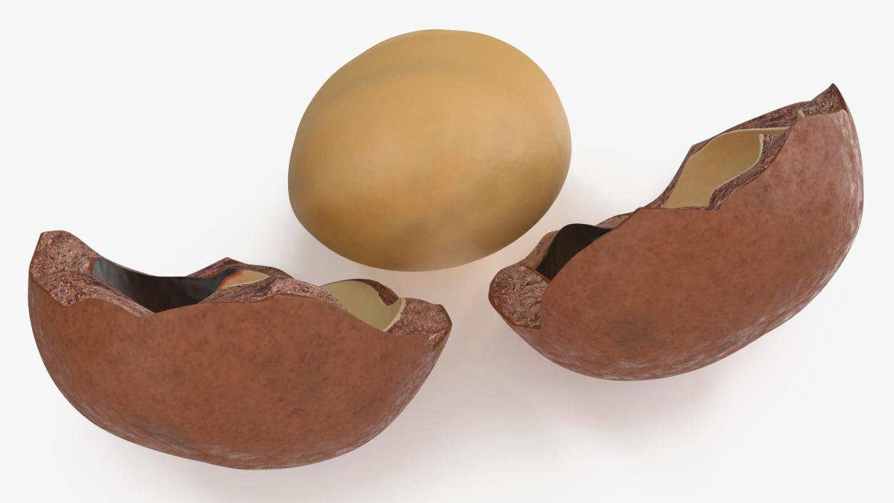 Split Macadamia Nut 3D model