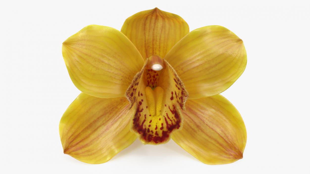 Cymbidium Hybrid Orchid Yellow Fur 3D model