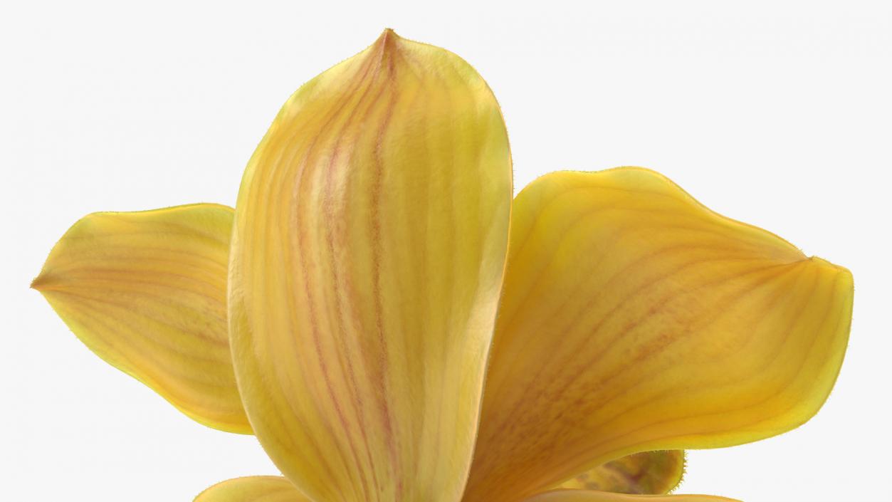 Cymbidium Hybrid Orchid Yellow Fur 3D model