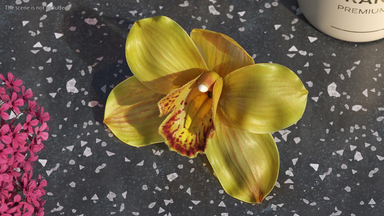 Cymbidium Hybrid Orchid Yellow Fur 3D model