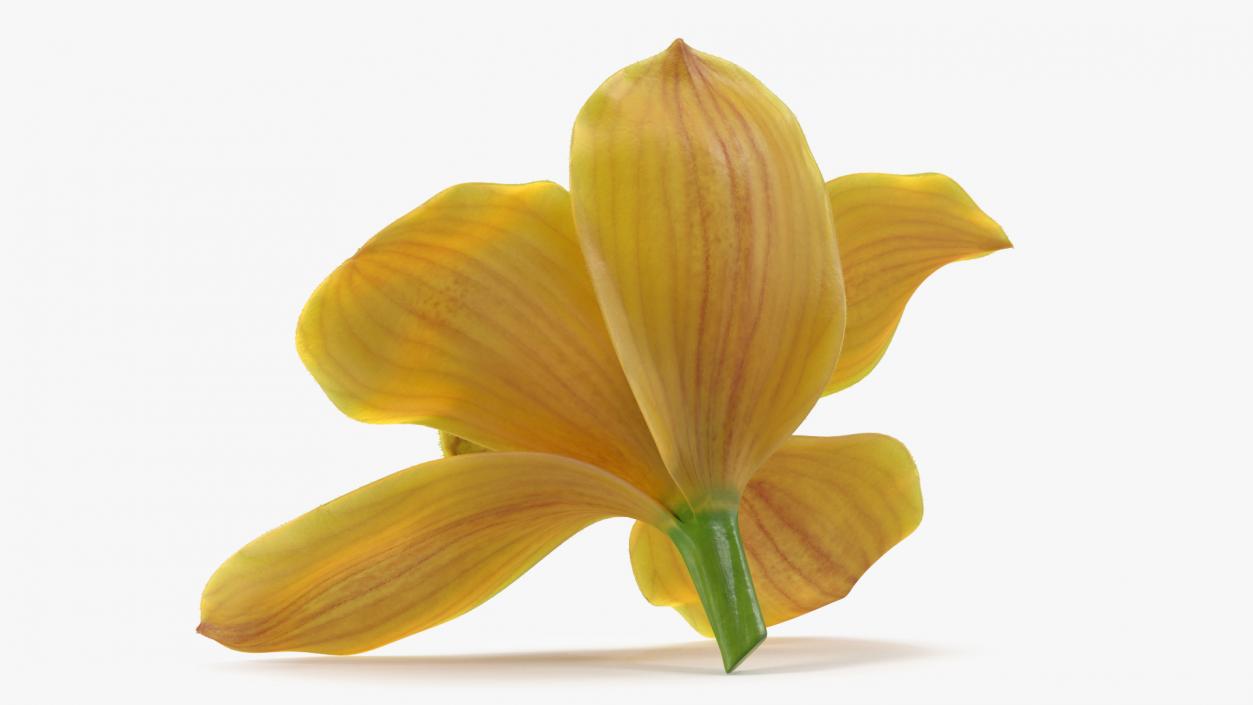 Cymbidium Hybrid Orchid Yellow Fur 3D model