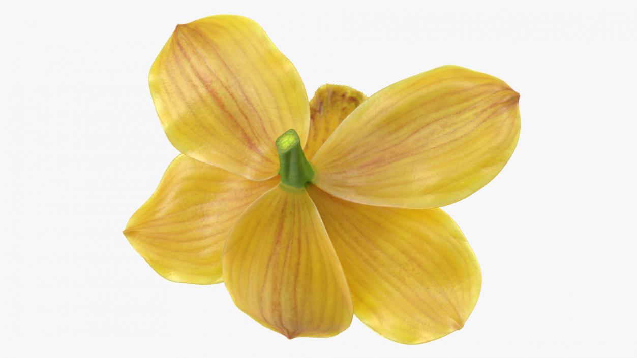 Cymbidium Hybrid Orchid Yellow Fur 3D model