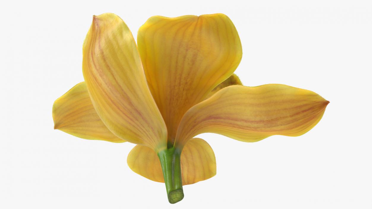 Cymbidium Hybrid Orchid Yellow Fur 3D model