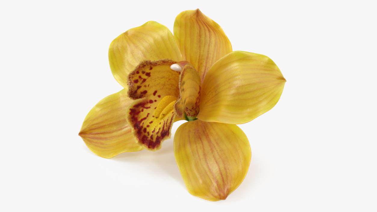 Cymbidium Hybrid Orchid Yellow Fur 3D model