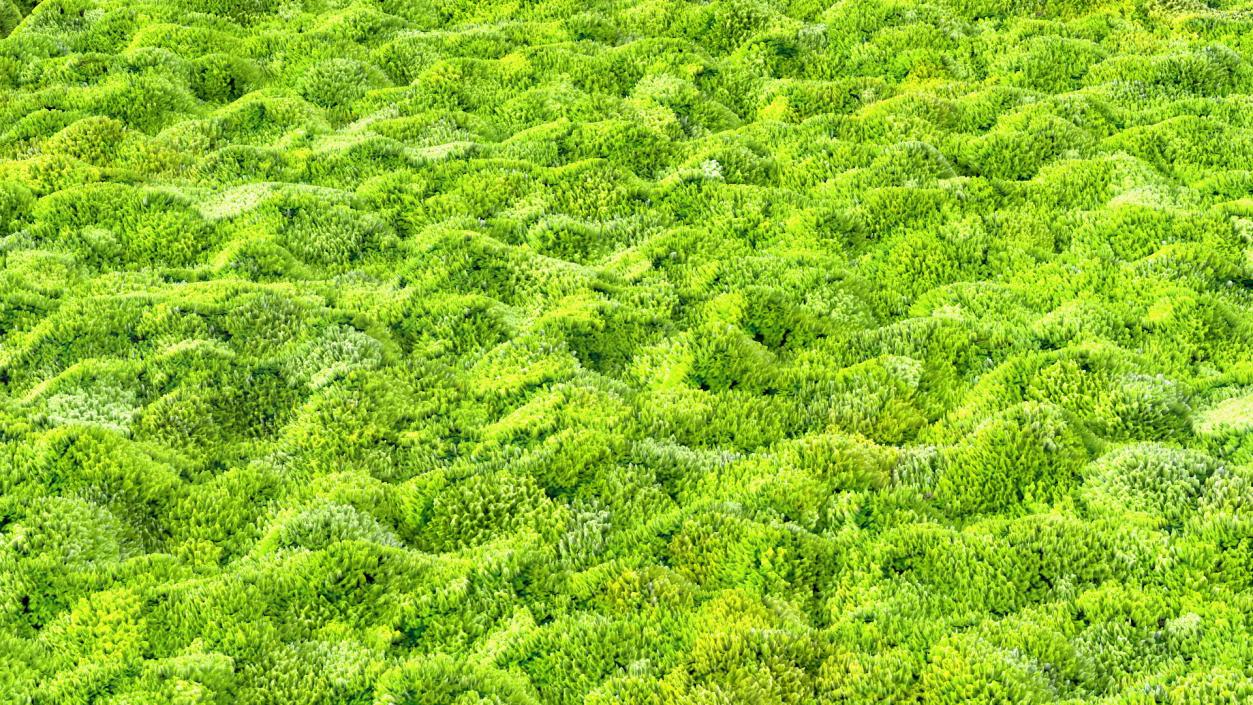 World Map Phytowall Reindeer Moss Panel 3D model