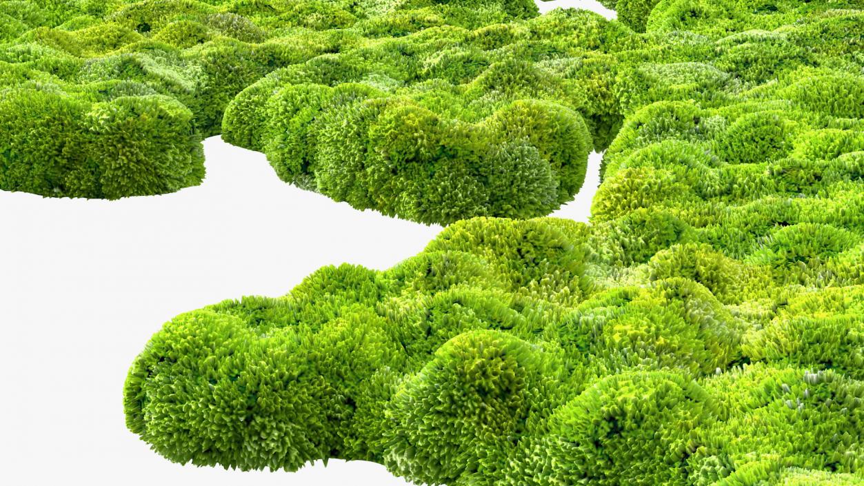 World Map Phytowall Reindeer Moss Panel 3D model