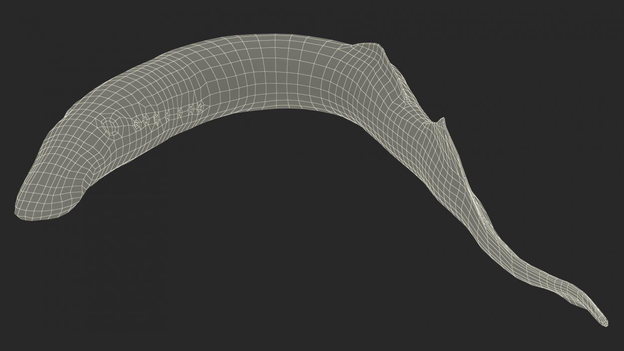 Lamprey Bent Pose 3D