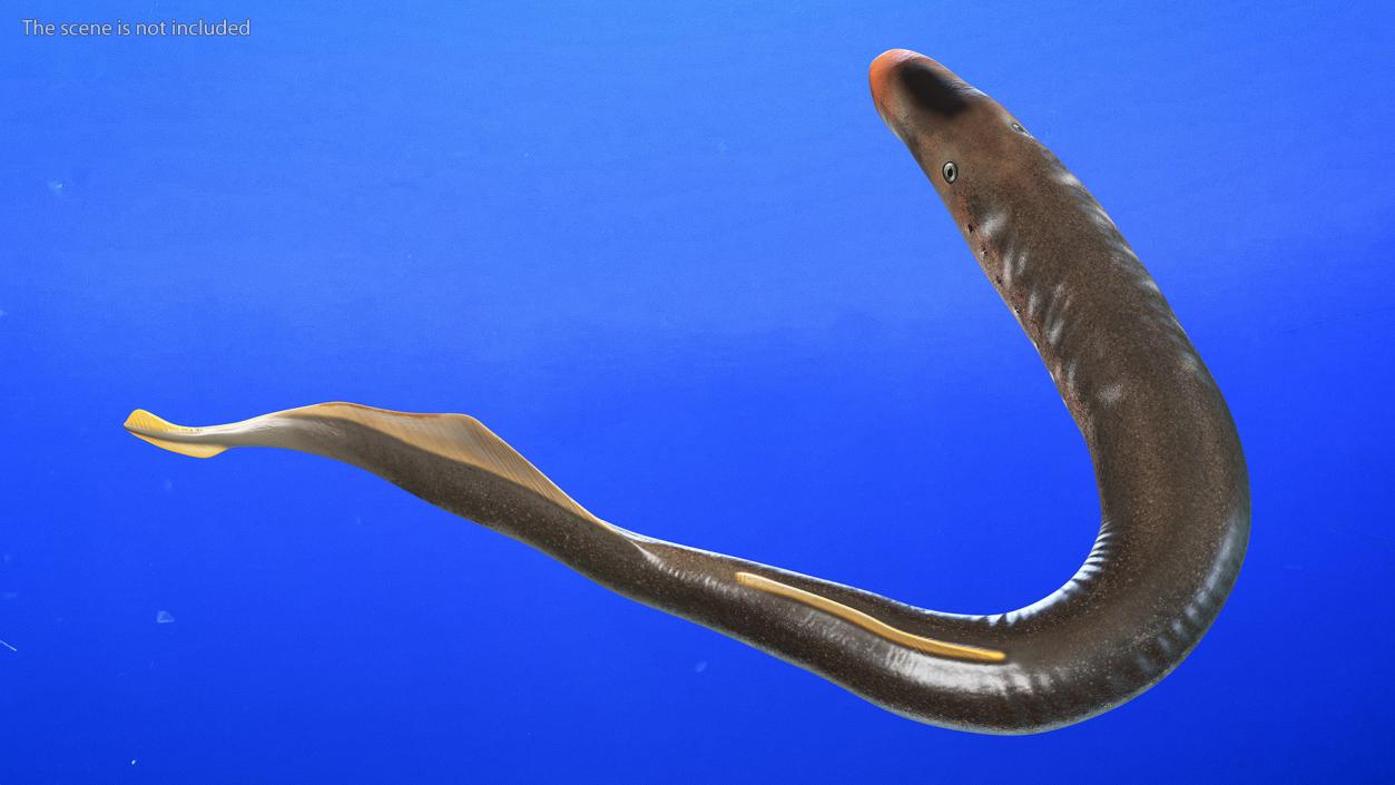 Lamprey Bent Pose 3D