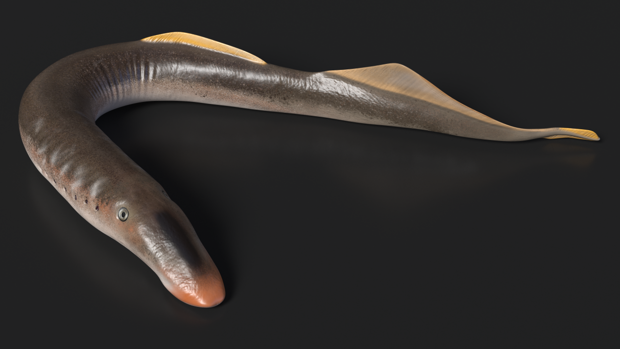 Lamprey Bent Pose 3D