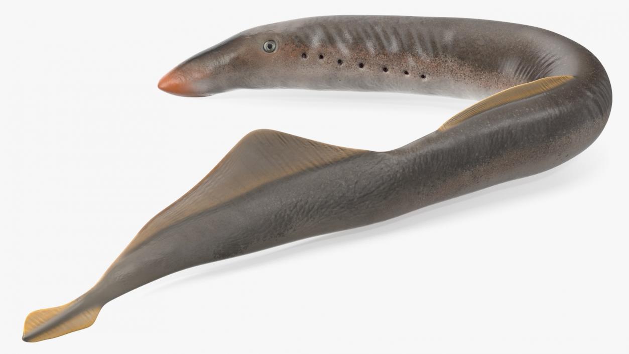 Lamprey Bent Pose 3D