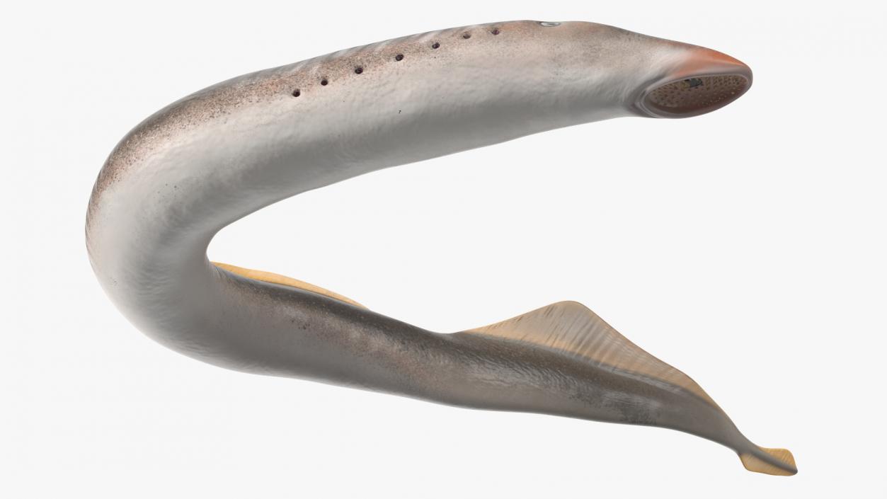 Lamprey Bent Pose 3D