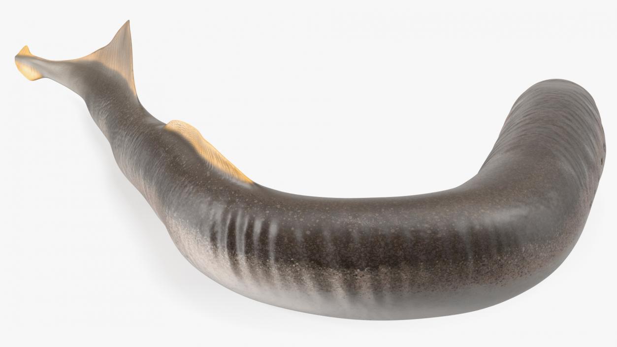 Lamprey Bent Pose 3D